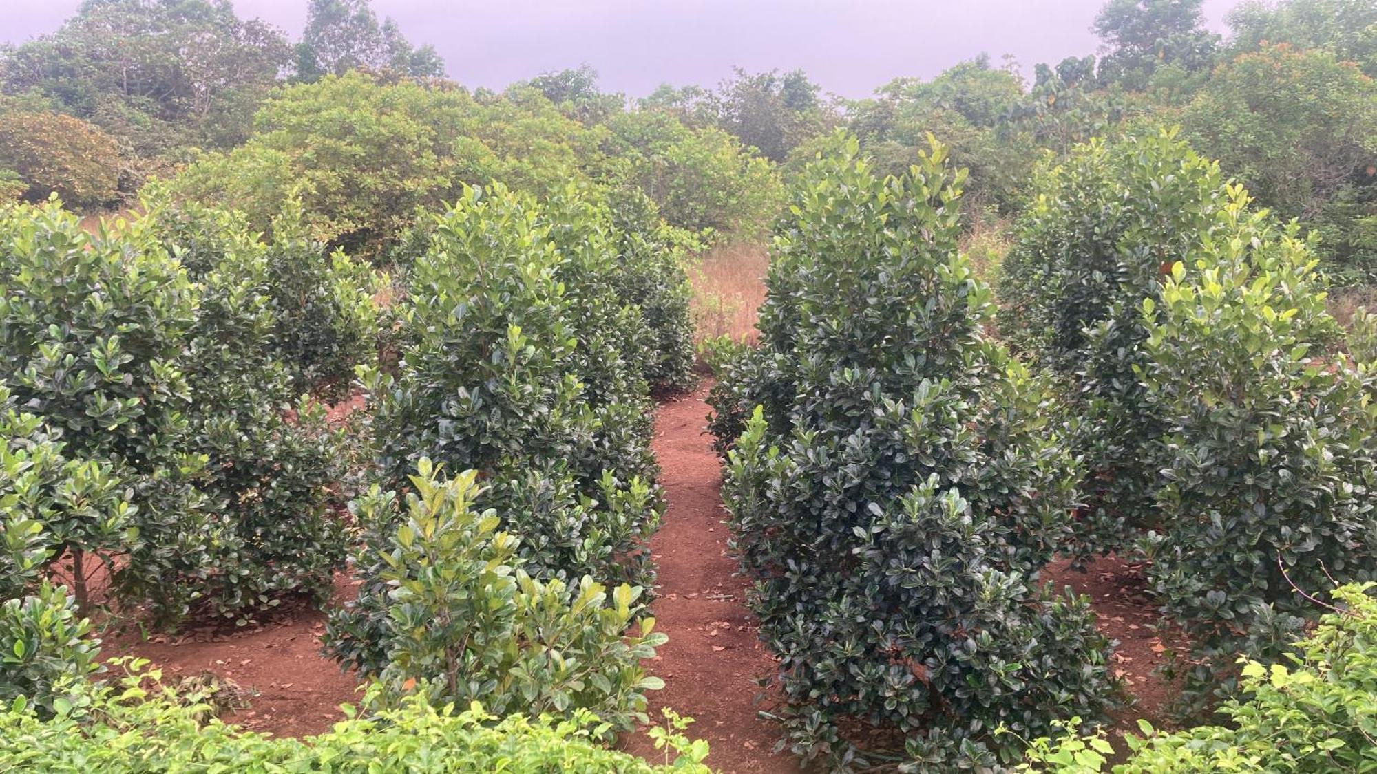 Mo'S Agro Villa Pappinisseri Bagian luar foto
